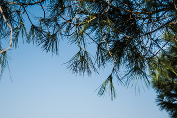 Close-up of pine branches against a blue sky background