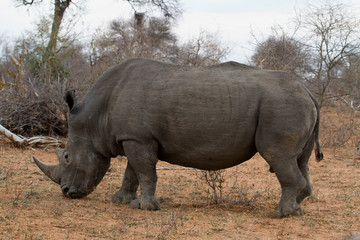 Obraz premium rhino walking free in savannah