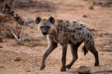 Abwaschbare Fototapete Hyäne Hyäne, die im Busch des Krüger-Nationalparks spazieren geht
