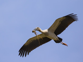 Image of asian openbill stork flying in the sky. Wild Animals.