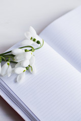 Beautiful white snowdrops with open notebook on white background