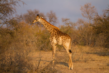 giraffes in the kruger national park