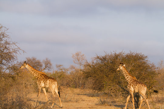 giraffes in the kruger national park