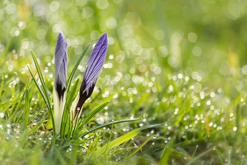 Foto auf Acrylglas Krokus im Gras © martijnvandernat
