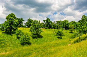 Obraz premium orchard on a hillside