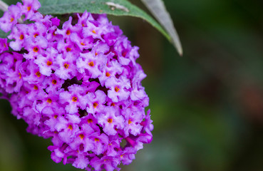 Macro Buddleia Flower #3