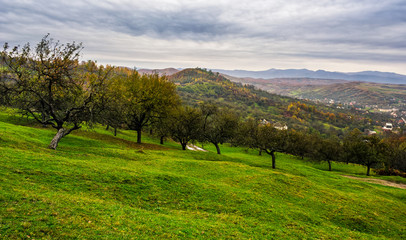 orchard on a hillside