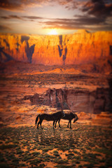 Fototapeta premium Grand Canyon National Park