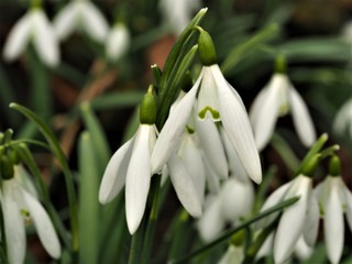 Obraz premium Spring flower snowdrop, beautiful nature