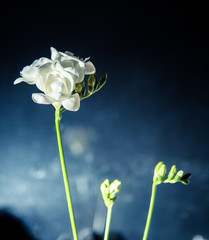 A beautiful white freesia on a dark background