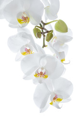 Fototapeta na wymiar White orchid flowers hanging
