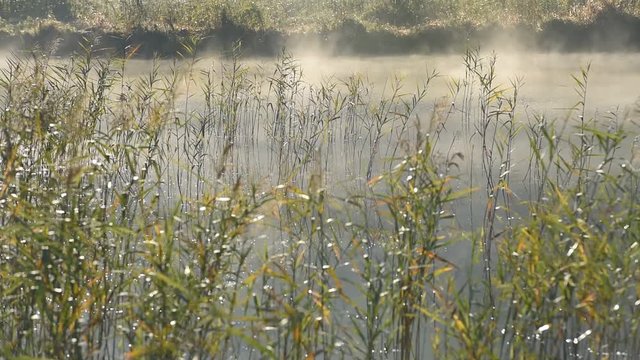 Szuwary na wodzie we mgle kołyszące się na wietrze