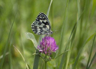 Marbled white butterfly
