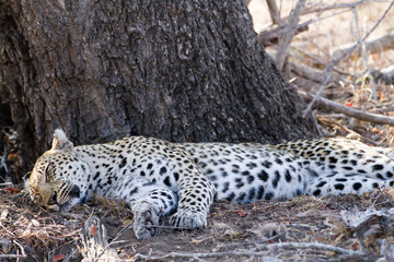 leopard sleeping under the shade of a tree
