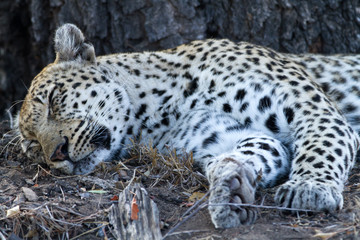 leopard sleeping under the shade of a tree