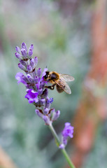 Macro Bee on Lavender #1