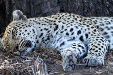 leopard sleeping under the shade of a tree