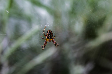 Macro Spider on Web #1
