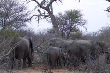 elephants in the bush of the kruger national park