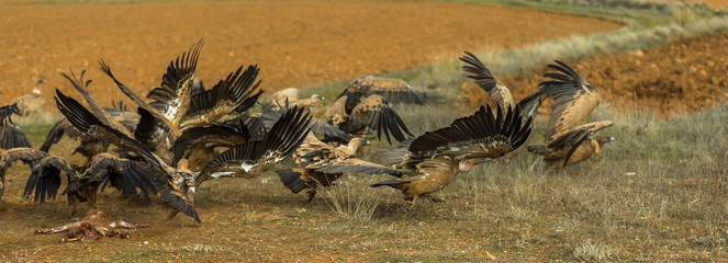 Griffon vulture
