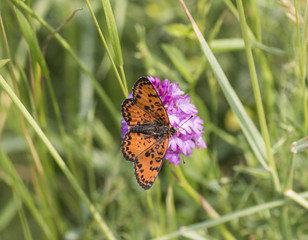 dark green fritillary butterfly