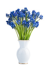 Muscari flowers in vase