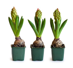 Three pink hyacinth in garden pots