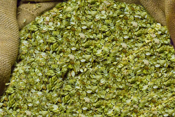 Dried hops collected in a bag the basis of preparation of a tasty and aromatic drink for a hot...