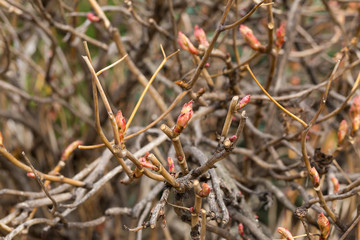 tree pink peony blooms in the garden in early spring