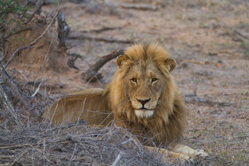 lions in the bush of the kruger national park