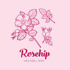 Rosehip illustration vector editable