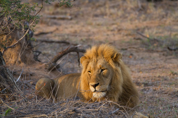 lions in the bush of the kruger national park