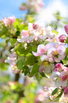 Fr&uuml;hling 417