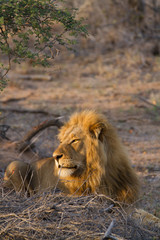 lions in the bush of the kruger national park