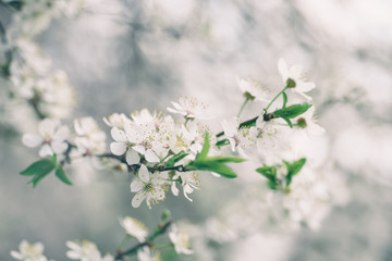 Blossoming of cherry flowers in spring time, natural seasonal vintage hipster background