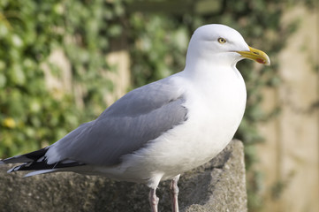 Seagull 1