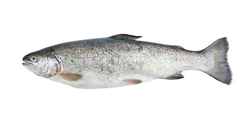 Fresh trout fish isolated