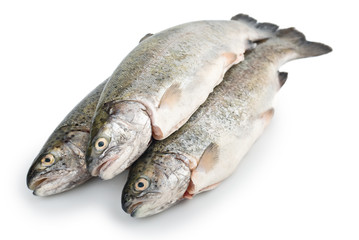 Three fresh trout fish isolated, diagonal