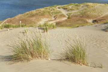 Fototapeta na wymiar A beautiful sand dunes in a Neringa National park