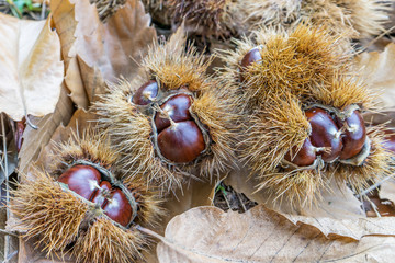 collecting chestnuts in the forest 