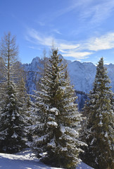 Snow covered trees on the slopes of Monte Lussari in Friuli Venezia Giulia, north east Italy
