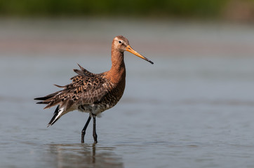 godwit