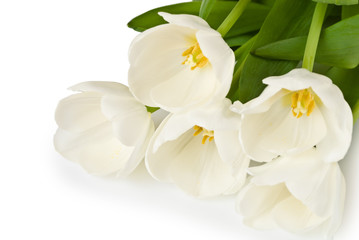 Fototapeta na wymiar White tulips flowers bouquet