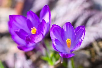 Two violet crocus macro