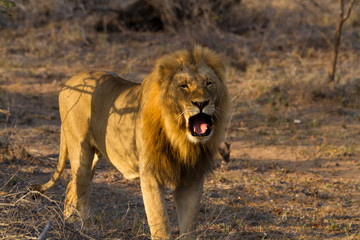 Fototapeta na wymiar lions in the bush of the kruger national park