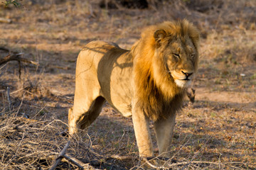 lions in the bush of the kruger national park