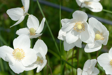 Close-up of white anemone flowers in spring sunlight.