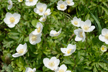 Many white anemone flowers in spring sunlight on green background.
