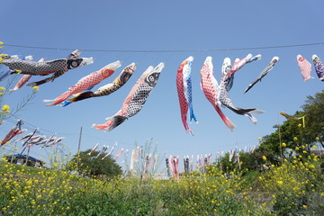 コイノボリ
