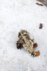 Dog skull on the snow
